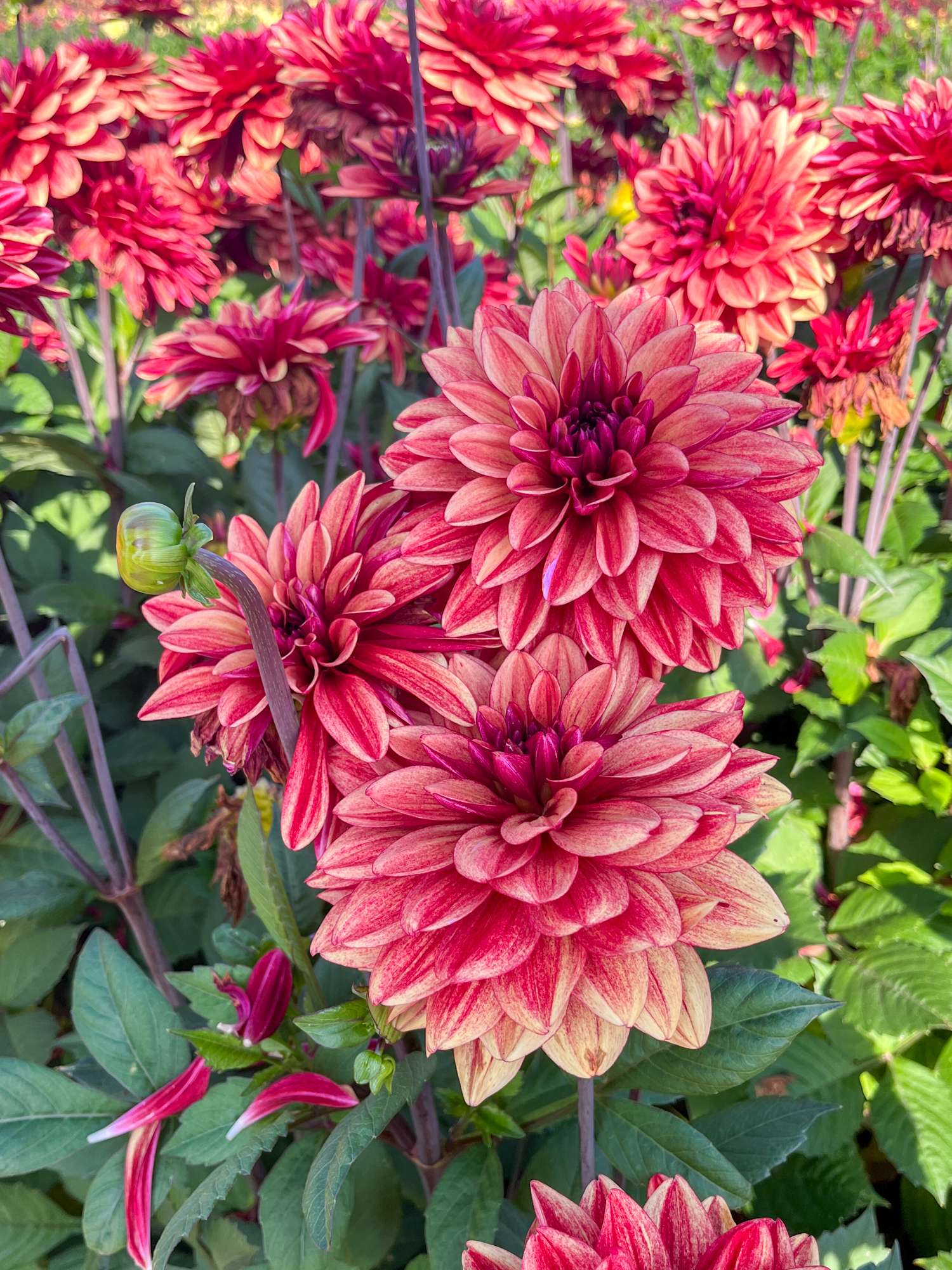 Daalia ‘Glossy Maracana’
